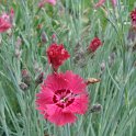 Dianthus gratianopolitanus fleur